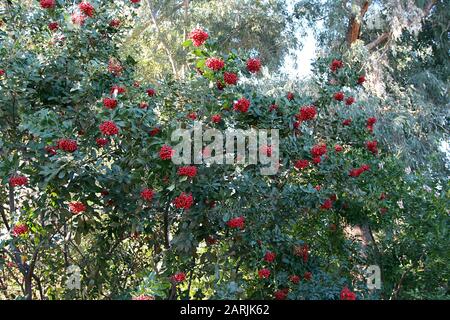 Ein großer Toyon-Strauch, Weihnachtsbeere, gefüllt mit roten Beeren in Arizona, USA Stockfoto