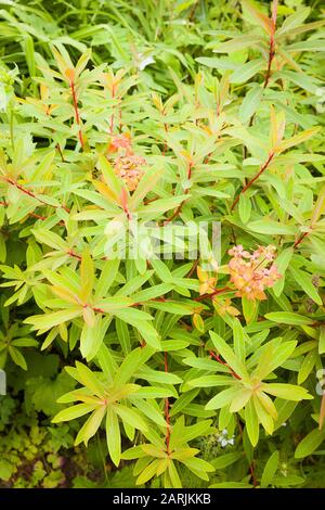 Euphorbia-Zyparissus trägt mehrere Namen, ist aber eine beliebte mehrjährige Pflanze Stockfoto