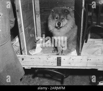 Hundeausstellung Datum: 13. April 1947 Schlagwörter: Hundeausstellung Stockfoto