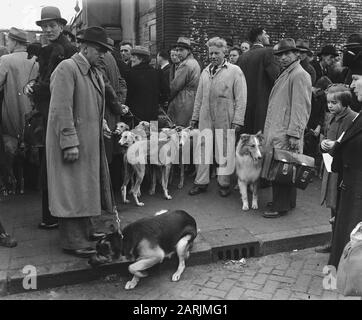 Hundeausstellung Datum: 13. April 1947 Schlagwörter: Hundeausstellung Stockfoto