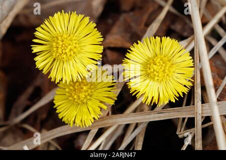 Coltsfoot, Tussilago farfarfarfarfarfara, im Allgemeinen bekannt als Coltsfoot, ist eine Pflanze im Bodenseestamm in der Familie der Korbblütler Asteraceae Stockfoto