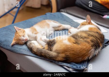 Calico Mama Katze mit niedlichen rot-weißen Kätzchen schlafen auf Denim-Rock der Herrin Stockfoto