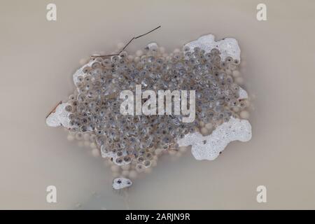 Eier des gemeinen Frosches (Rana temporaria), auch europäischer gemeiner Frosch, europäischer gemeiner Braunfrosch oder europäischer Grasfrosch genannt Stockfoto