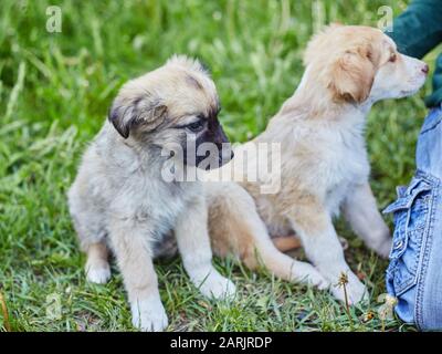 Glückliche kleine orange Havaneser Welpe Hund sitzt auf dem Rasen Stockfoto