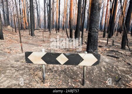 MoGo Bewohner flüchteten, als Buschfeuer die Südküste des NSW während der australischen Buschfeuer 2020, Mogo, New South Wales, Australien © Hugh Peterswald/Alamy hochwühlten Stockfoto