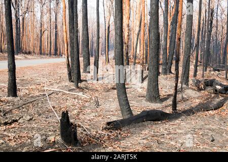 MoGo Bewohner flüchteten, als Buschfeuer die Südküste des NSW während der australischen Buschfeuer 2020, Mogo, New South Wales, Australien © Hugh Peterswald/Alamy hochwühlten Stockfoto