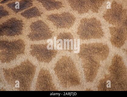 Echte Lederhaut von Giraffe Girafta camelopardalis Stockfoto