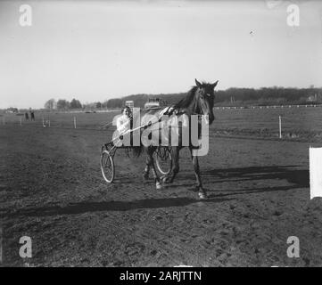 Dratters op Mereveld (Utrechter) Gewinner ATO-Preis 2060 m Datum: 18. April 1949 Standort: Utrechter Schlagwörter: Tretsport, Reiten, Sport Stockfoto