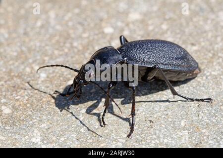 Carabus coriaceus ist eine in Europa weit verbreitete Käferart, bei der sie vor allem in Laubwäldern und Mischwäldern vorkommt. Stockfoto