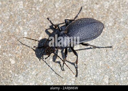 Carabus coriaceus ist eine in Europa weit verbreitete Käferart, bei der sie vor allem in Laubwäldern und Mischwäldern vorkommt. Stockfoto