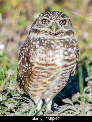 Grazende Eule mit seltenen gesprenkelten Augen Stockfoto