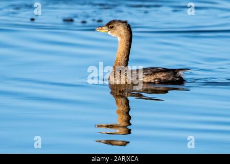 Nicht zuchtbare, mit Zieben bebilderte Grebe schwimmt im Teich herum - mit Spiegelung Stockfoto