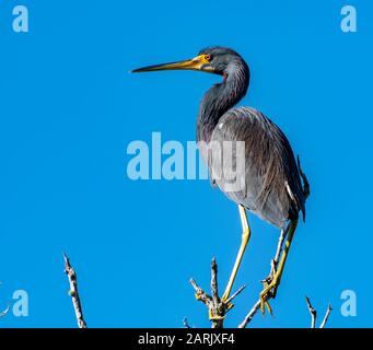 Dreifarbener Reiher sitzt auf der Oberseite eines Baumzweigs Stockfoto