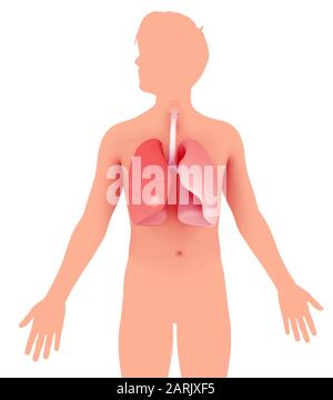 3d- und Liniendarstellung der Anatomie der menschlichen Lunge. Entfesseln Sie die flache Silhouette eines Mannes mit einem gemischten Grafikstil. Stockfoto