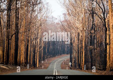 MoGo Bewohner flüchteten, als Buschfeuer die Südküste des NSW während der australischen Buschfeuer 2020, Mogo, New South Wales, Australien © Hugh Peterswald/Alamy hochwühlten Stockfoto