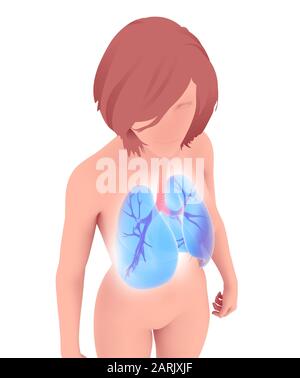 3D- und Liniendarstellung der menschlichen Lunge und Bronchien. Mit einem verschwommenen weißen Umriss über die Silhouette einer Frau herausstehen. Ansicht von oben. Stockfoto