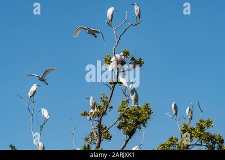 Die Egrets sind alle in einem Baum gepercht - ganz weiß Stockfoto