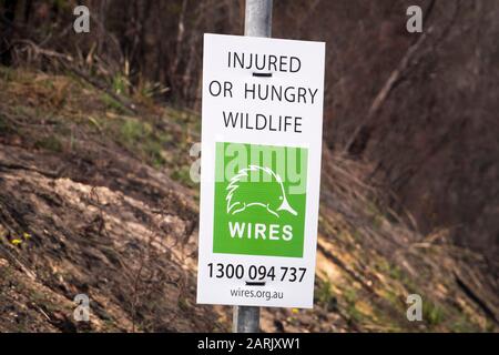 MoGo Bewohner flüchteten, als Buschfeuer die Südküste des NSW während der australischen Buschfeuer 2020, Mogo, New South Wales, Australien © Hugh Peterswald/Alamy hochwühlten Stockfoto