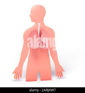 3D-Darstellung der Silhouette eines Mannes, die die Lunge und die Bronchien zeigt, die auffallen. Grafische Darstellung der inneren Anatomie. Stockfoto