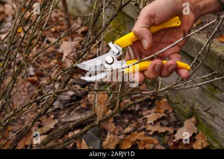 Frühfrühling und Spätherbst sind die Zeit, die Büsche im Garten zu beschneiden. Gelbe Beschneiungsschere in der Hand des Gärtners. Stockfoto