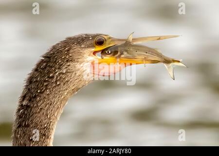 Anhinga wirft einen Fisch auf und isst ihn Stockfoto