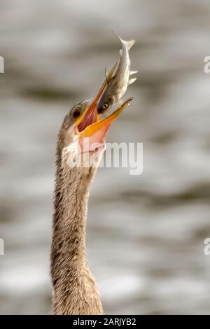 Anhinga wirft einen Fisch auf und isst ihn Stockfoto