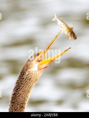 Anhinga wirft einen Fisch auf und isst ihn Stockfoto