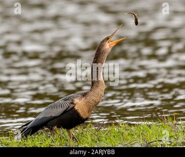 Anhinga wirft einen Fisch auf und isst ihn Stockfoto