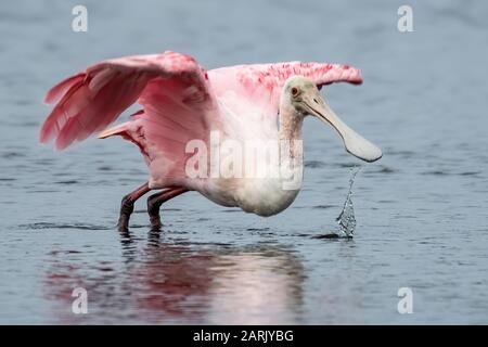 Roseate Spoonbill mit ausgebreiteten Flügeln, die aus einem See entfernt werden Stockfoto