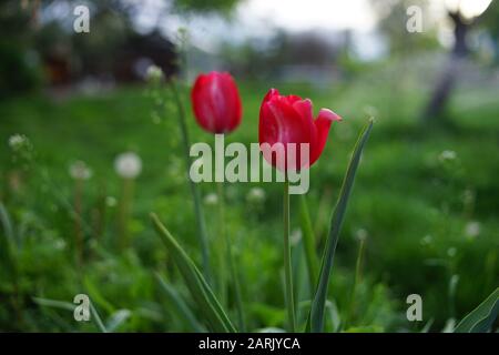 Zwei rote Tulpen wachsen im Quellgarten. Stockfoto