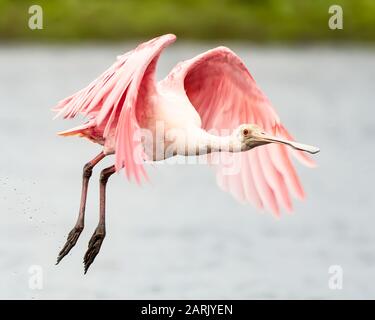 Roseate Spoonbill mit ausgebreiteten Flügeln, die aus einem See entfernt werden Stockfoto