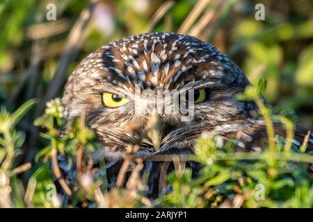 Die grazende Eule keigt in der frühen Morgensonne aus seiner Bursche Stockfoto