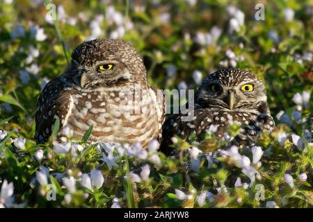 Paar grazende Eulen in der Nähe ihrer Bursche Stockfoto