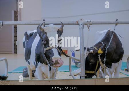 Zwei Kühe melken Heu essen an landwirtschaftlichen Tier Ausstellung, Messe Stockfoto