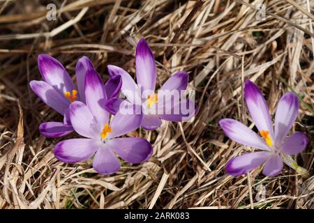 Crocus (englischer Plural: Crocuses oder croci) ist eine Gattung von blühenden Pflanzen in der Familie der Iris, die 90 Arten von Stauden umfasst, die aus Kormen wachsen Stockfoto