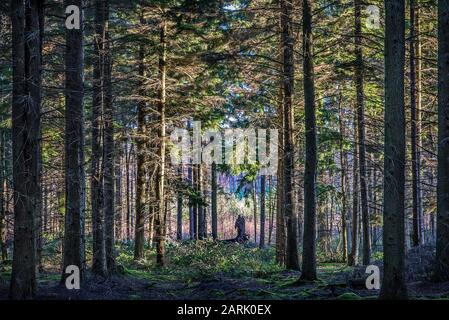 Abbildung im Wald, Hemsted, Kent, England. Stockfoto