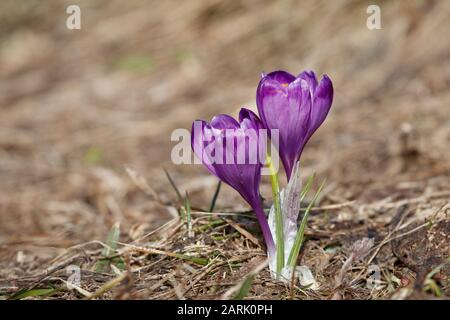 Crocus (englischer Plural: Crocuses oder croci) ist eine Gattung von blühenden Pflanzen in der Familie der Iris, die 90 Arten von Stauden umfasst, die aus Kormen wachsen Stockfoto