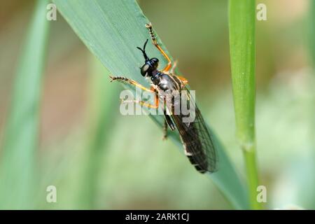 Gattung Dioctria fliegen Stockfoto