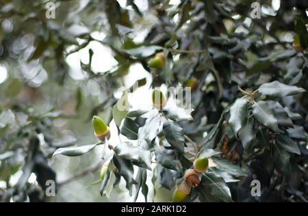 Holm-Eiche-Eicheln Quercus ilex Geringe Schärfentiefe Nahaufnahme der horizontalen Fotografie. Stockfoto