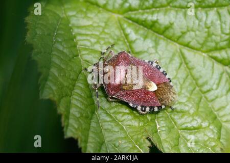 Dolycoris baccarum Sloe Bug Stockfoto