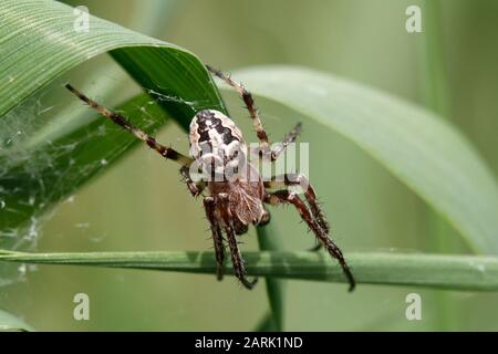 Larinioides suspicax spinne Stockfoto
