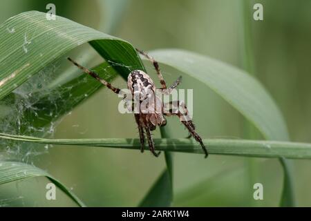 Larinioides suspicax spinne Stockfoto