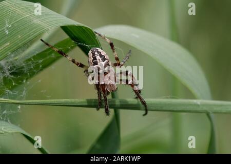 Larinioides suspicax spinne Stockfoto