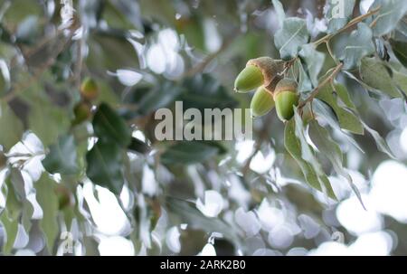 Holm-Eiche-Eicheln Quercus ilex Geringe Schärfentiefe Nahaufnahme der horizontalen Fotografie. Stockfoto