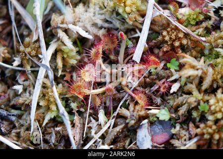 Drosera rotundifolia, die rundblättrige Sonnentau oder gewöhnliche Sonnentau, ist eine Art der Sonnentau, eine fleischfressende Pflanze, die häufig in Moore, Sümpfen und Fennen vorkommt Stockfoto