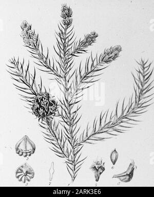 Zeichnungsdatum: Undatierte Stichwörter: Bäume, Wälder, Botanische, Alleen, Nadelholz Personenname: Cryptomeria Stockfoto