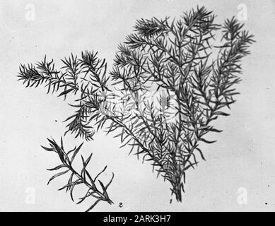 Zeichnung//Datum: Undatierte Stichwörter: Bäume, Wälder, Botanische, Alleen, Nadelholz Personenname: Chamaecyparis pisifera squarrosa Stockfoto