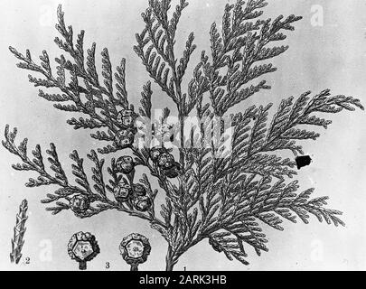 Zeichnung//Datum: Undatierte Stichwörter: Bäume, Wälder, Botanische, Alleen, Nadelbäume Personenname: Chamaecyparis pisifera Stockfoto