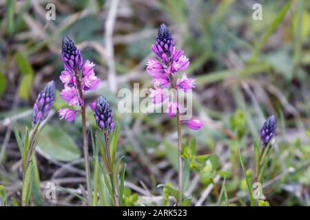 Polygala vulgaris gemein Milchwort Stockfoto