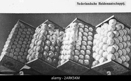 Verpacktes Obst Datum: Undatierte Stichwörter: Obstanbau Stockfoto